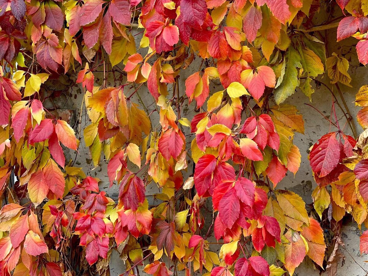 Фото  автора