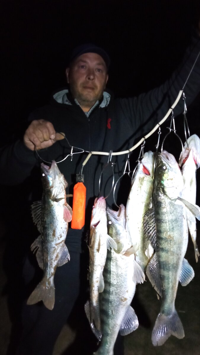 Отличный улов судака