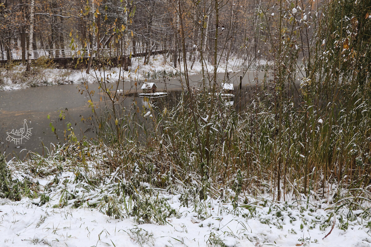 Домики на пруду недоумённо взирают друг на друга