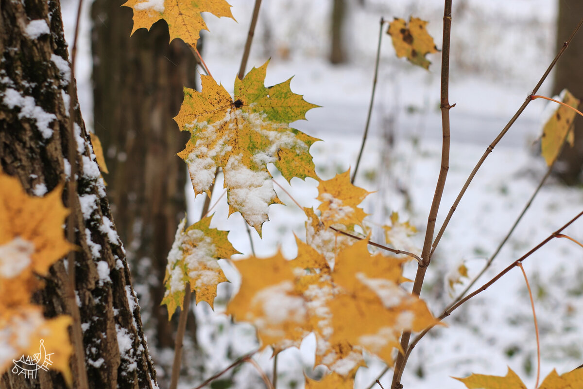 Погода решила привнести в пейзаж толи́ку японского мировоззрения