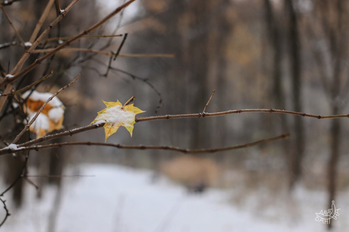 «Врёшь, не упаду!» — хорохорится отважный малыш листик