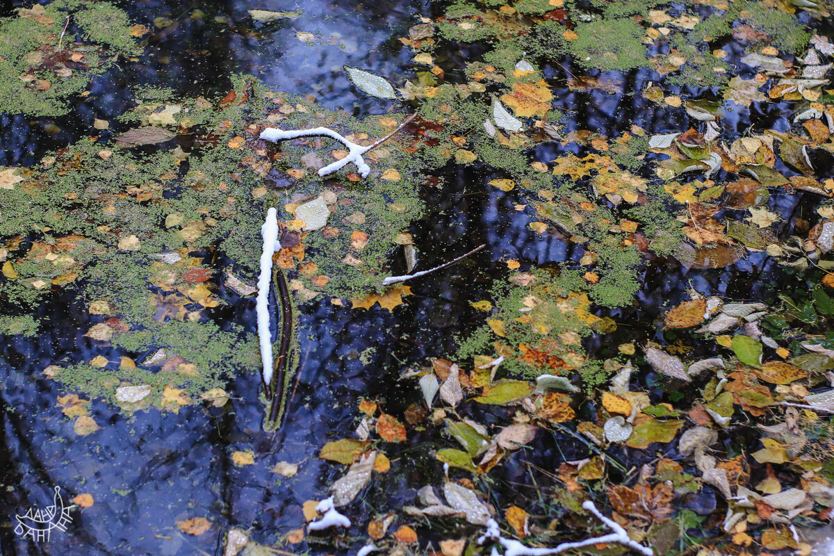 Пруд расчерчен белыми штрихами — красочная природная литография