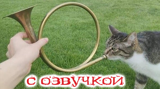 ПРИКОЛЫ С КОТАМИ! С ОЗВУЧКОЙ! СМЕШНЫЕ КОТЫ! Самые смешные животные!