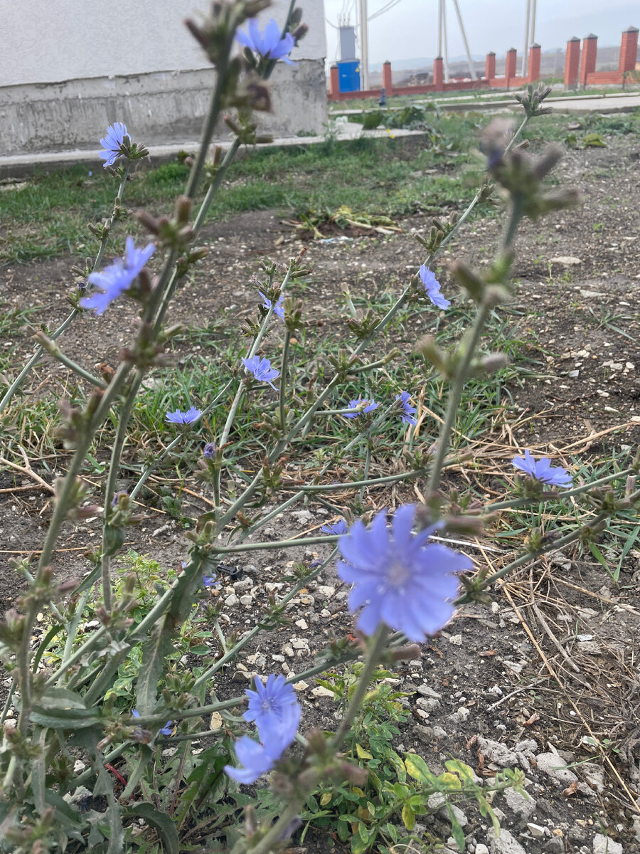 Цветы в конце октября :)