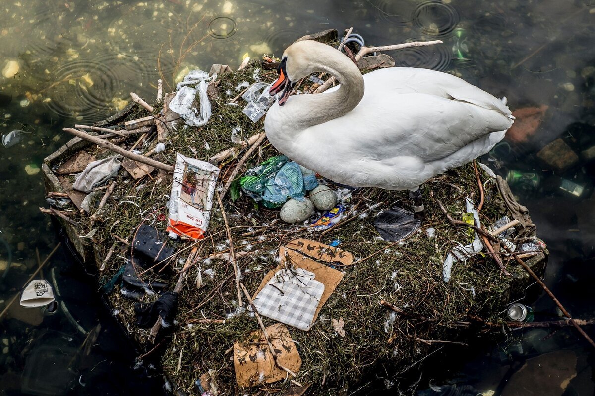 Окружающая среда и птицы. Птицы и мусор. Ущерб природе от пластика. Птицы и пластик.