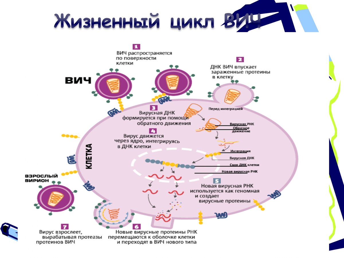 Как происходит размножение вирусов вызывающих спид