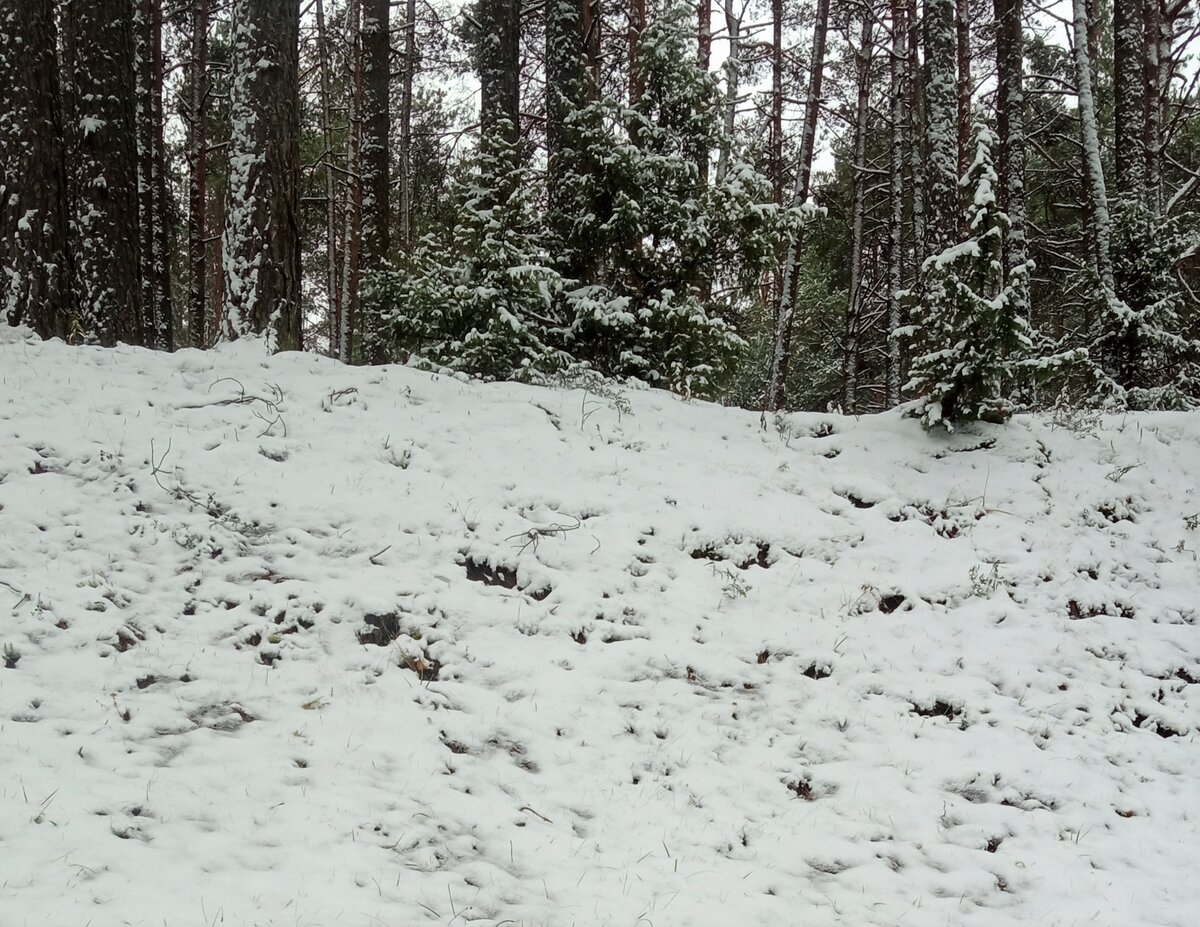 Первый снег в лесу. Фото автора.