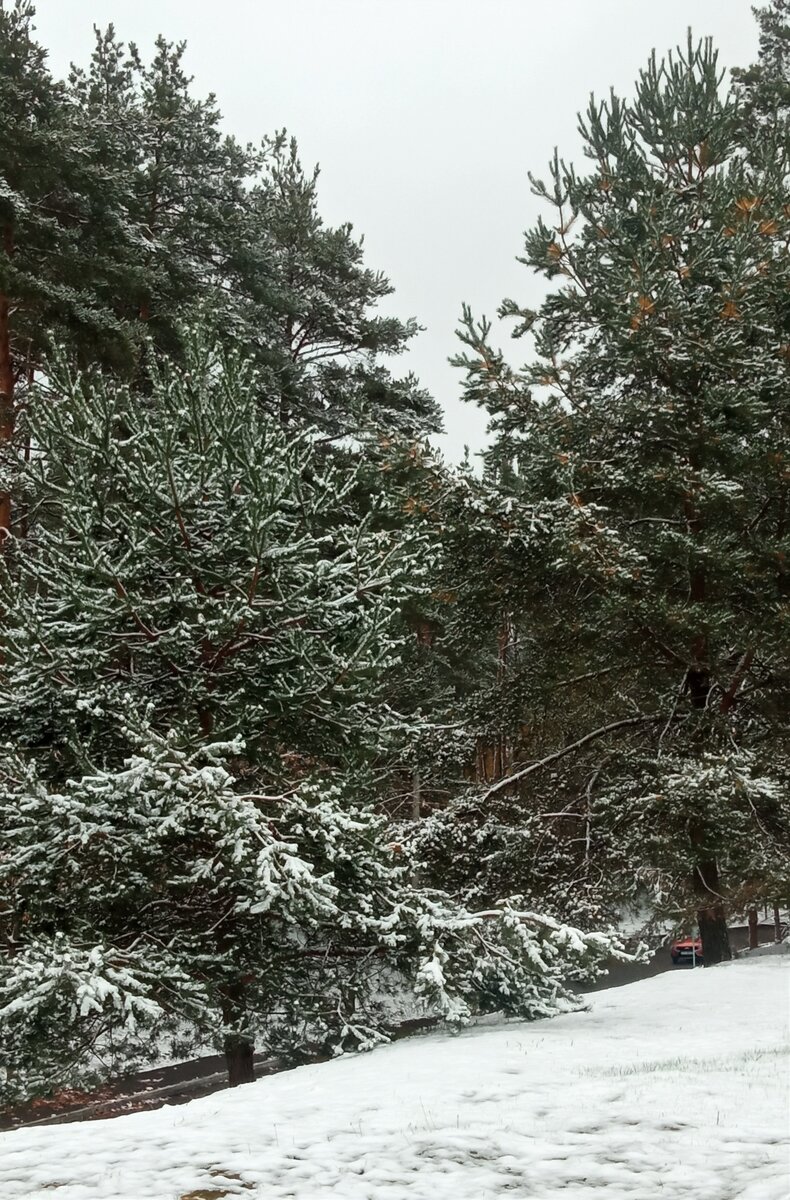 Первый снег - это что-то необыкновенное. Красота природы вокруг | Beautiful  day | Дзен