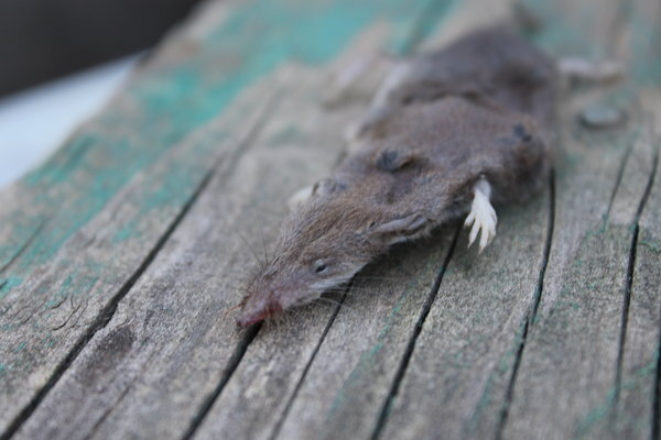 Это крысенок.