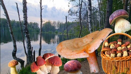 Сбор и приготовление грибов на голубых озёрах #mushrooms #nature #forest #funghi #голубые озера #сбор грибов #https://youtu.be/CgohVxaJF0Y