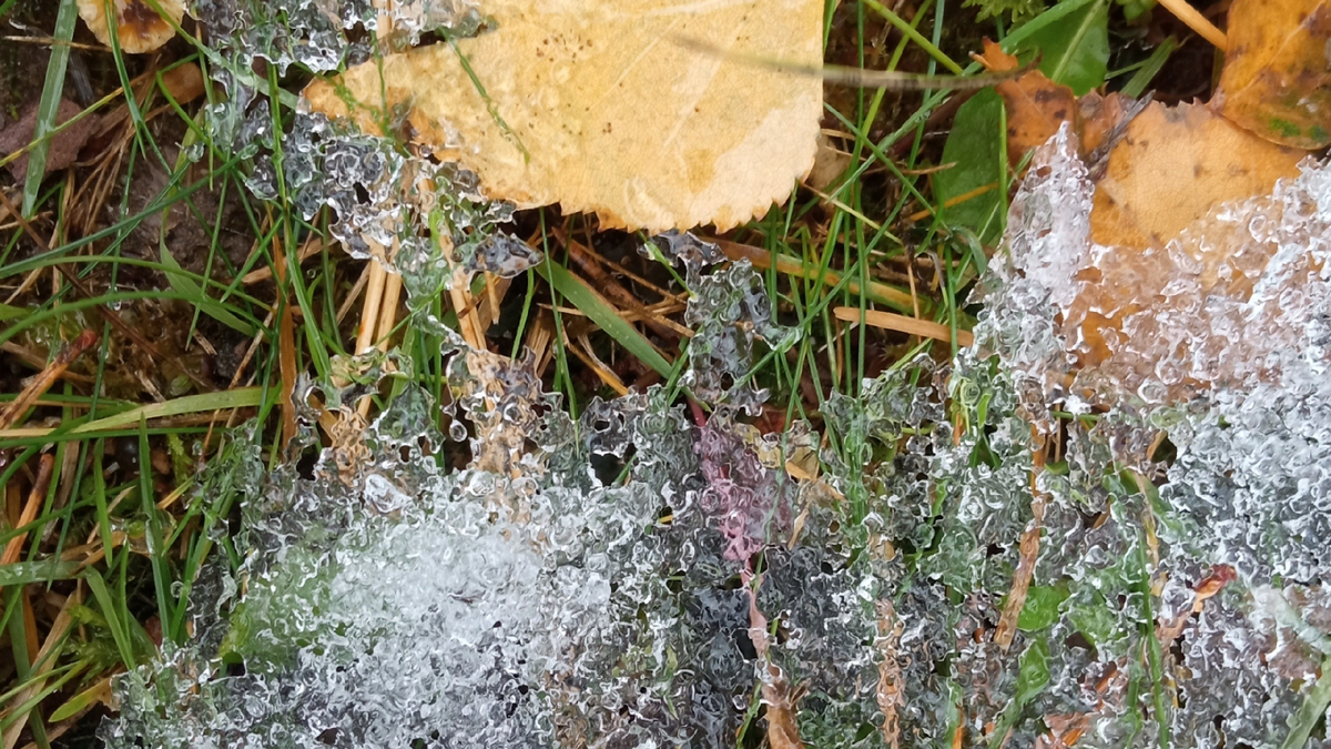 Первый снег на траве. Фото автора.