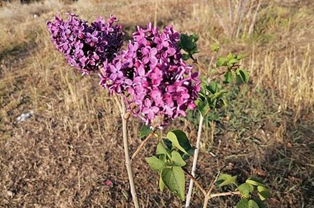    На волгоградских дачах зацвела сирень, это не опасно для деревьев?