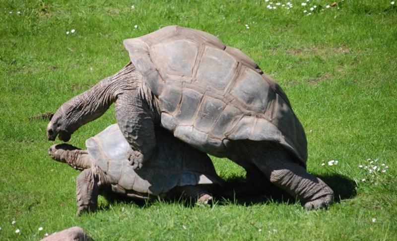 Фото из открытого источника