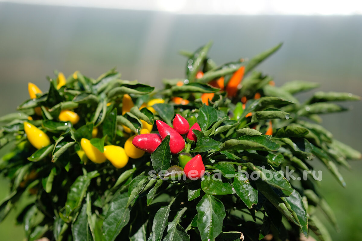 Salsa Yellow, Red и Orange