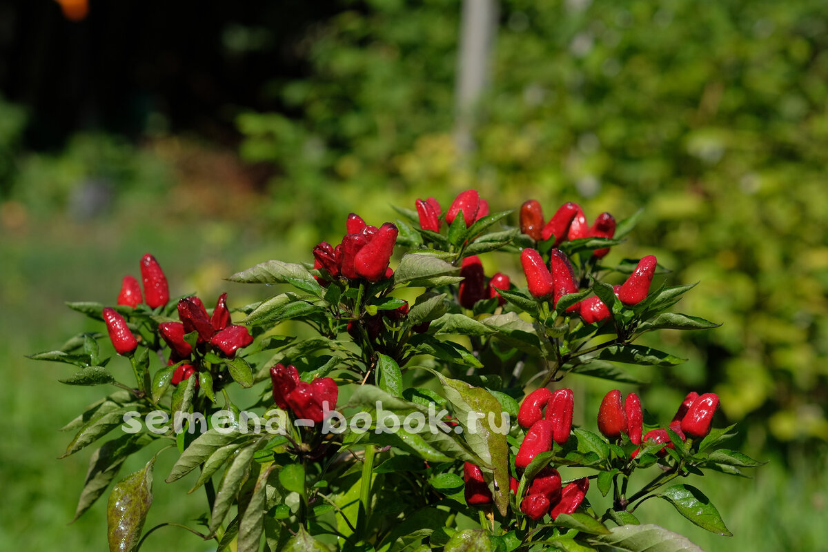 Turkish Flower (Турецкий Цветок)