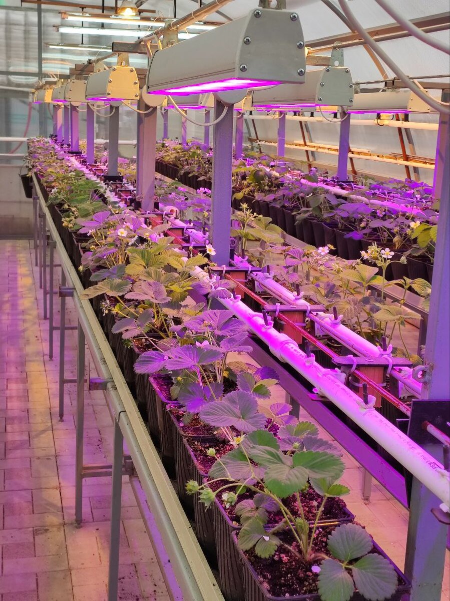 Освещение в теплице