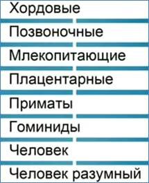 Тип Хордовые: общая характеристика