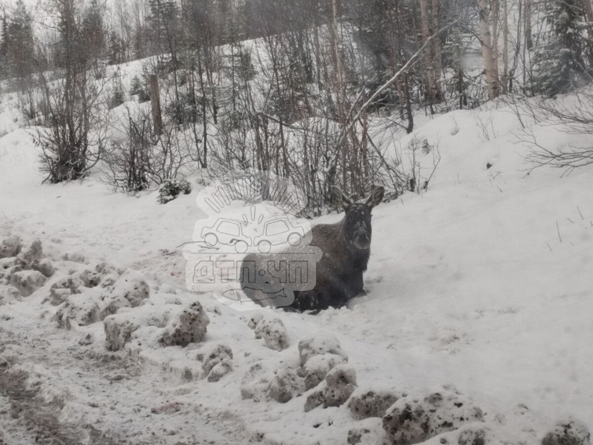 Под Мончегорском водитель сбил лося и оставил его умирать на обочине |  Хибины | Дзен