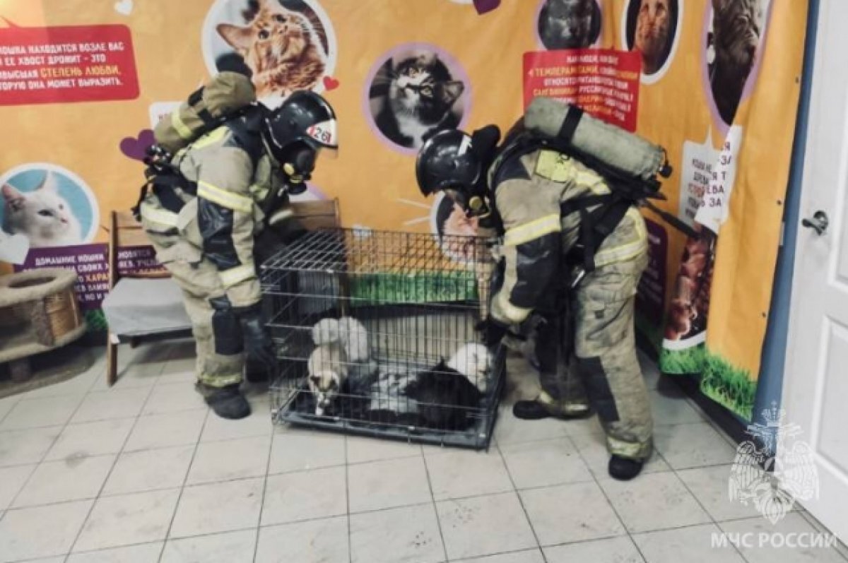    В Ростовской области из-за микроволновки случился пожар на выставке кошек