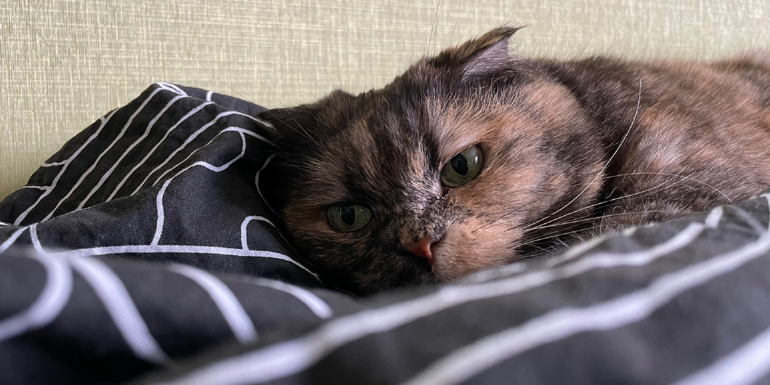 А это интересно. Что может рассказать поза кошки, спящей вместе с человеком