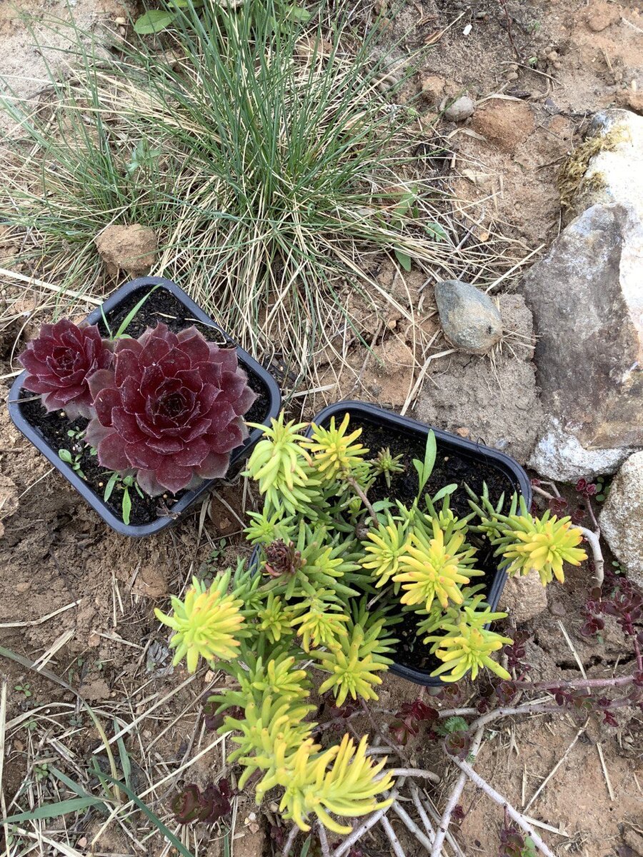 1 мая, покупка с закрытой корневой системой