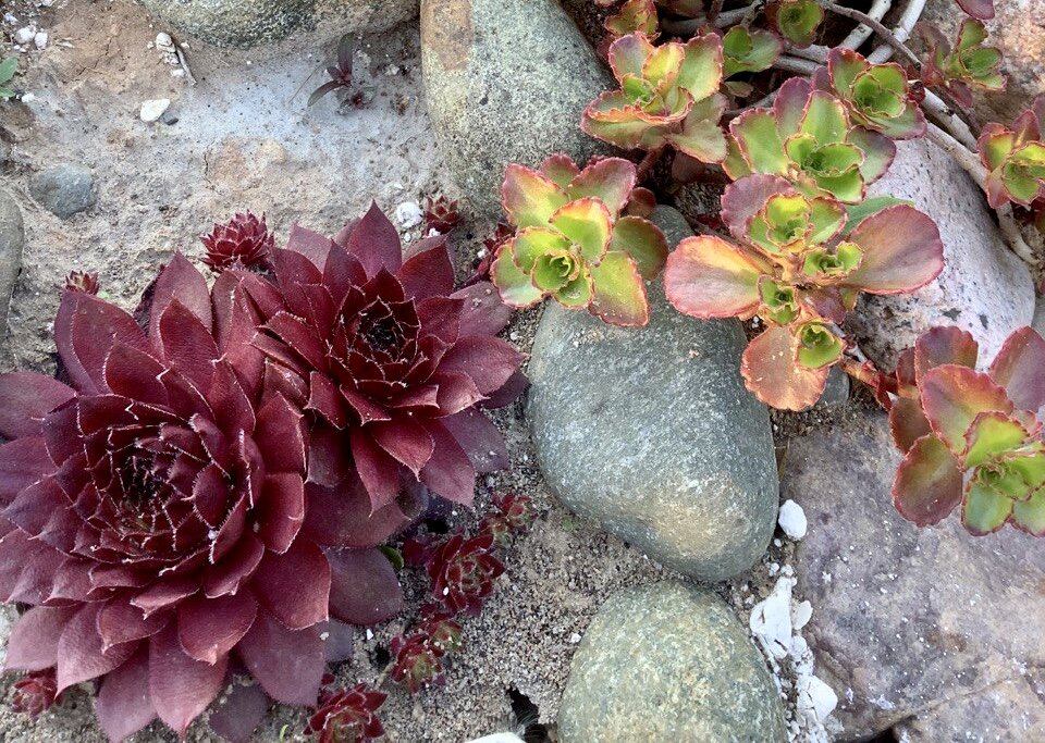 Молодило и его детки