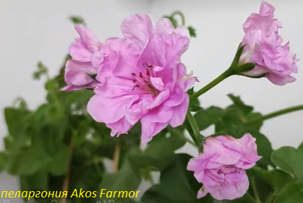 пеларгония Akos Farmor