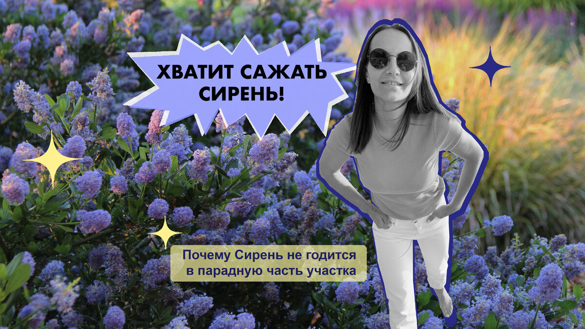 Хватит сажать Сирень! Почему Сирень – не парадный кустарник? Куда правильно  посадить Сирень на участке? | Садовник Агаты Кристи | Дзен