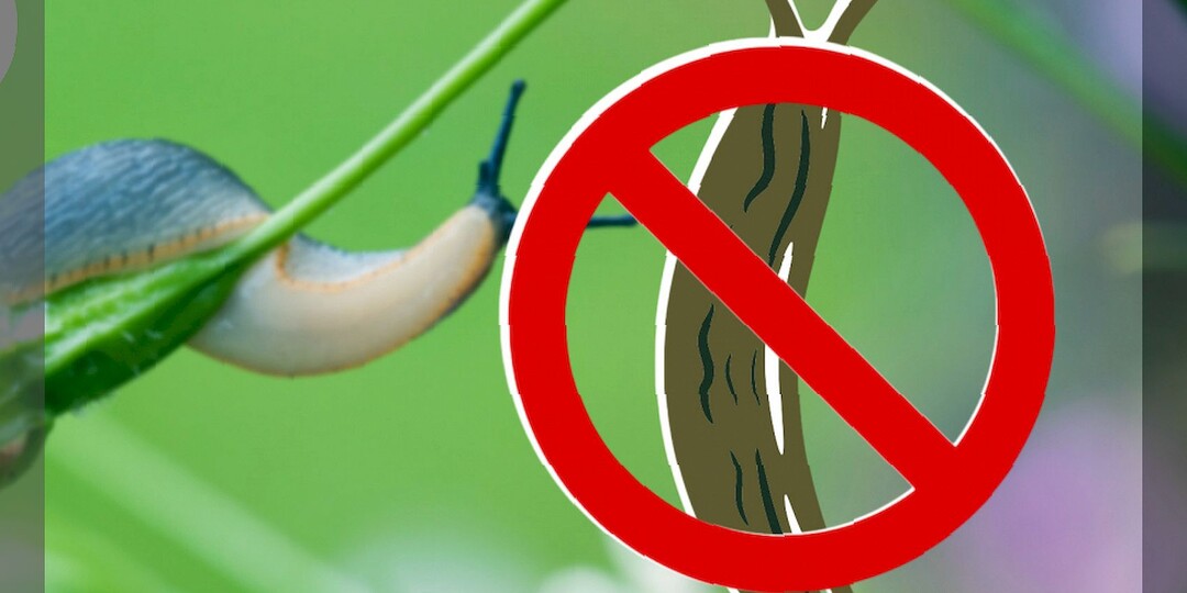 ТОП-5 способов гарантированно избавиться от слизней: как не дать слизням перезимовать на участке