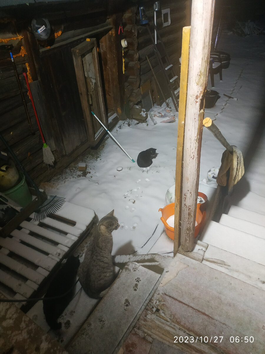 Котики и первый снег