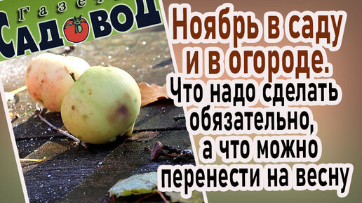 Ноябрь в саду и в огороде. Что надо сделать обязательно, а что можно перенести на весну