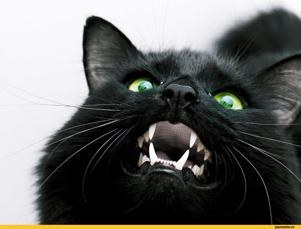 источник фото: https://img2.joyreactor.cc/pics/post/full/%D0%BA%D0%BE%D1%82%D1%8D-%D0%BF%D0%B0%D1%81%D1%82%D1%8C-%D0%B7%D1%83%D0%B1%D1%8B-%D0%B3%D0%BB%D0%B0%D0%B7%D0%B0-2743648.jpeg