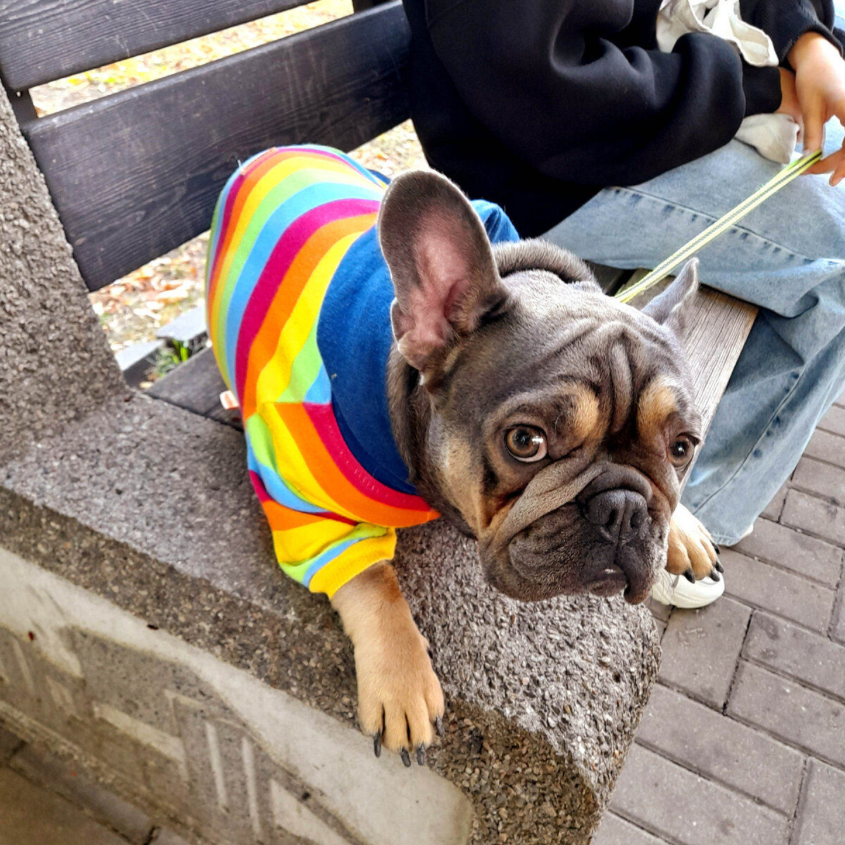 Этого собакена я сфотографировала в Ростове-на-Дону. Он в «собачьем вагоне» ехать не планировал, но на меня смотрел с сочувствием. Как знал. :))