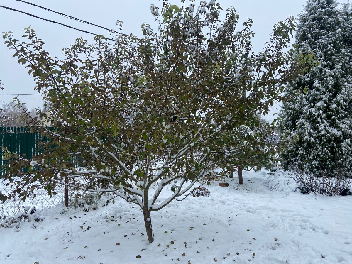 Наша довольно молодая яблоня. Есть и помоложе