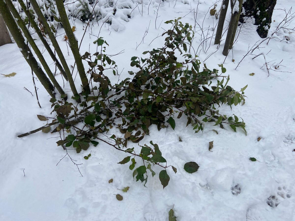 Ветки приготовлены на вынос. В бочке при случае спалить. Пока снежно, мокро и потом дождливо (обещают на днях), сжечь можно