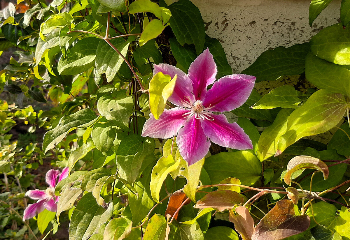 Клематис Доктор Руппель  25 октября 2023