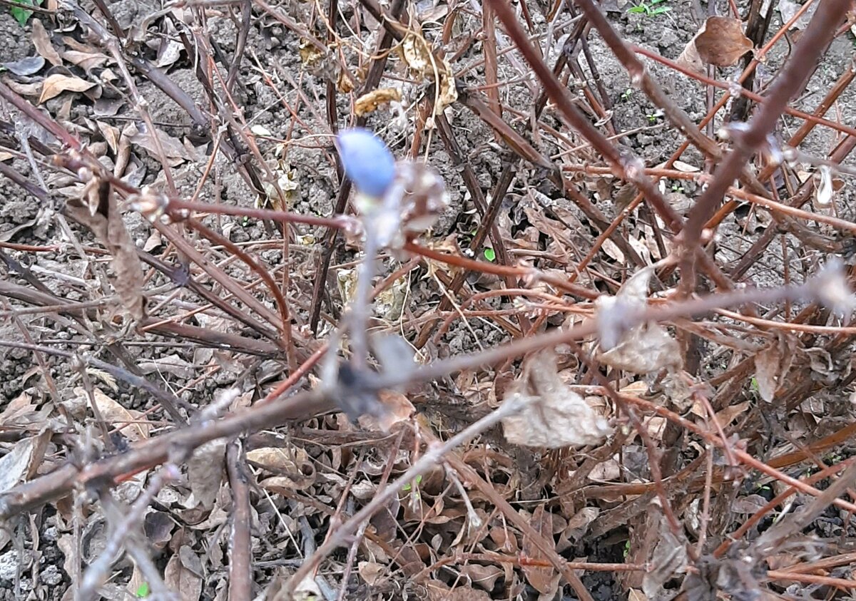 Жимолость Мальвина, которую мы попробовали в Олин приезд. Цвела в сентябре, ягоды втрое мельче своего обычного размера, недозрелые, с кислинкой и горчинкой.