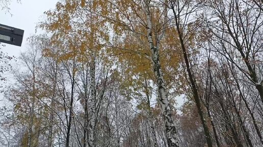 Осень в парке.