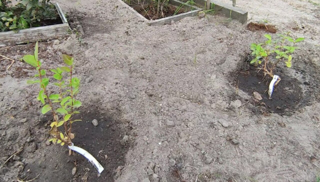 сажаем растения осенью