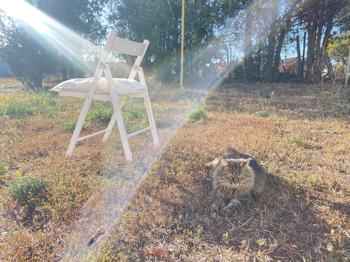 Кот Портос распушился на зиму