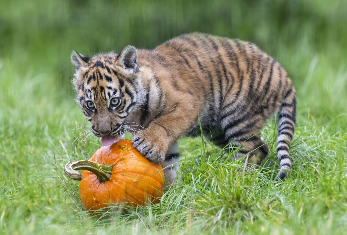    © Matthew Lissimore/Global Look Press