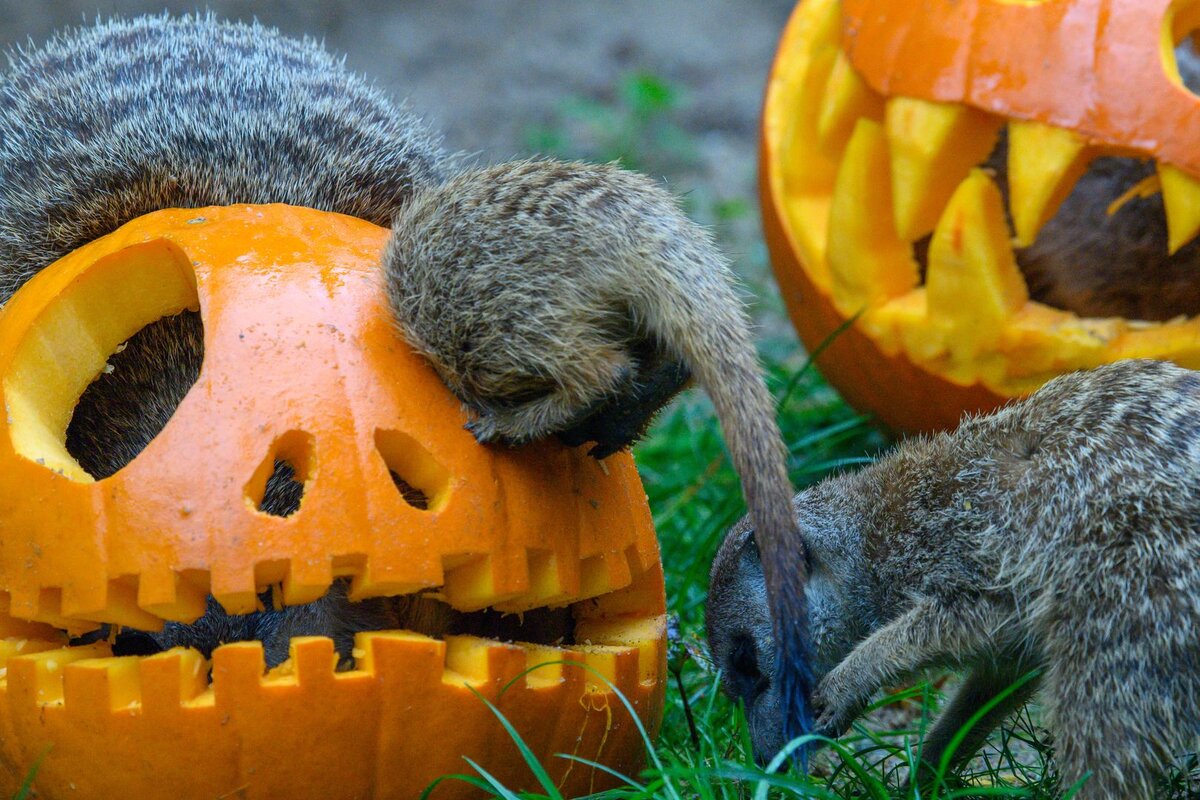    © Klaus-Dietmar Gabbert//Global Look Press