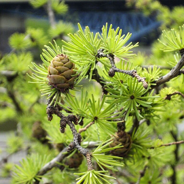 Лиственницы уже облетели. Лиственница Сибирская Larix sibirica. Лиственница Сибирская Бригантина. Лиственница Сибирская (Larix sibirica Ledeb.). Лиственница Даурская.