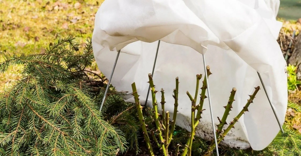 Чем и когда укрывать розы на зиму? Какую температуру выдерживают розы без укрытия? Вопрос-ответ.