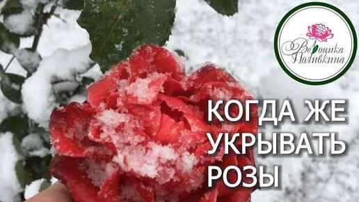 КОГДА И КАК УКРЫВАТЬ РОЗЫ