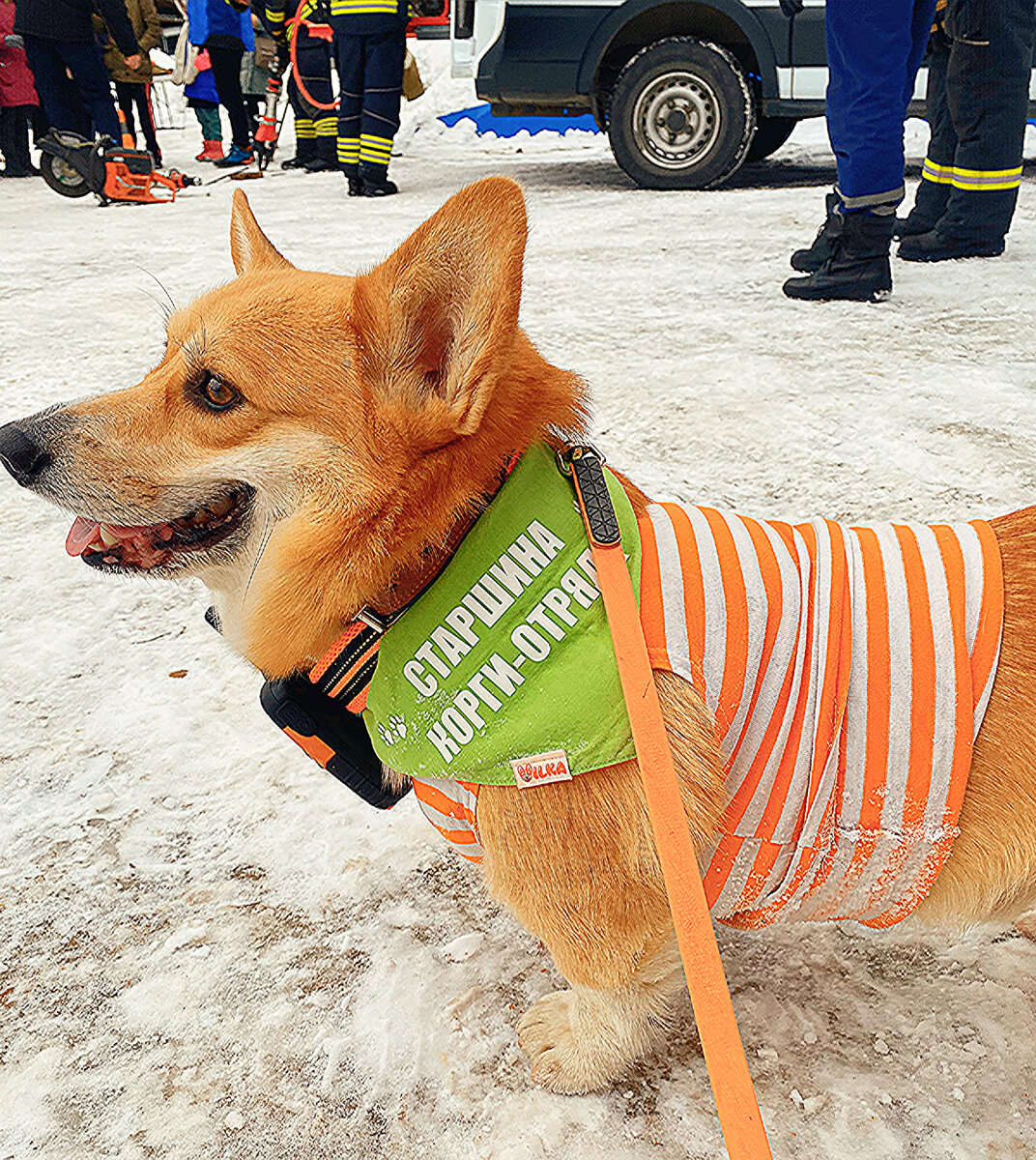 Бильбо Сергеевич, старшина корги-отряда