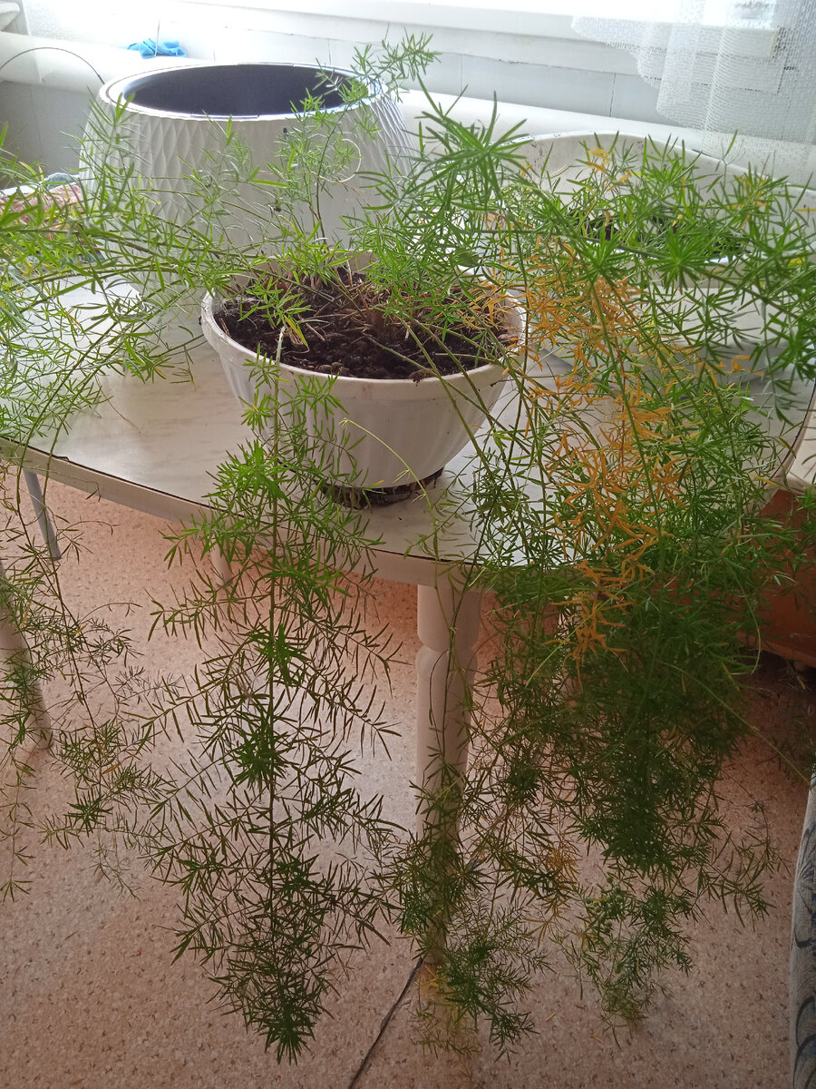 Бедный мой, за лето так оброс корнями что ему было совершенно тесно, еле вытащила его