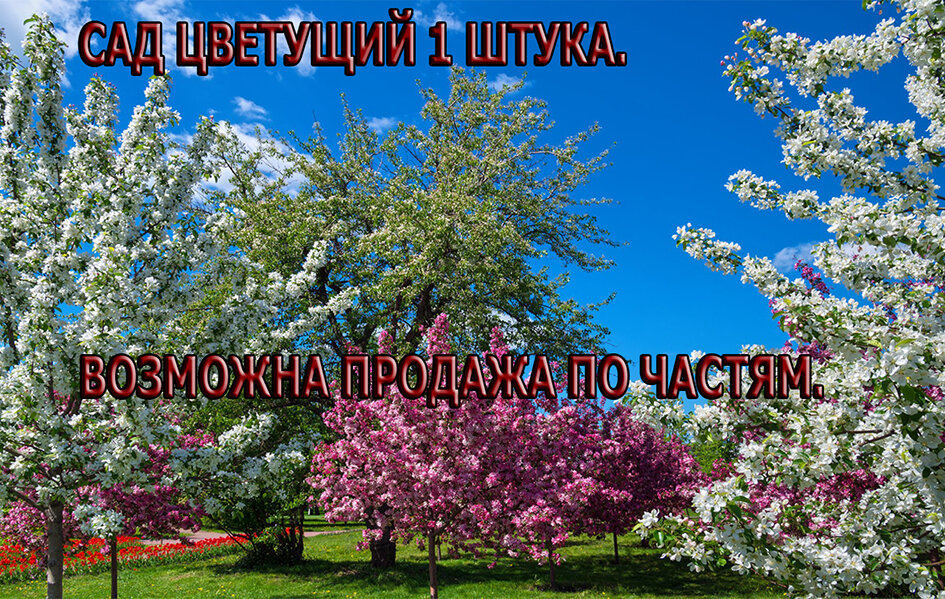 Яндекс. Картинки.