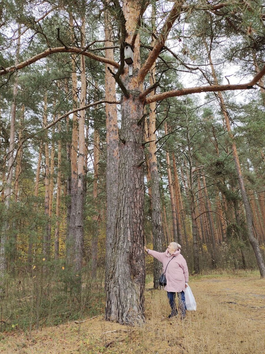 Просто для настроения. Люблю сосны, никакие пальмы с ними не сравнятся.