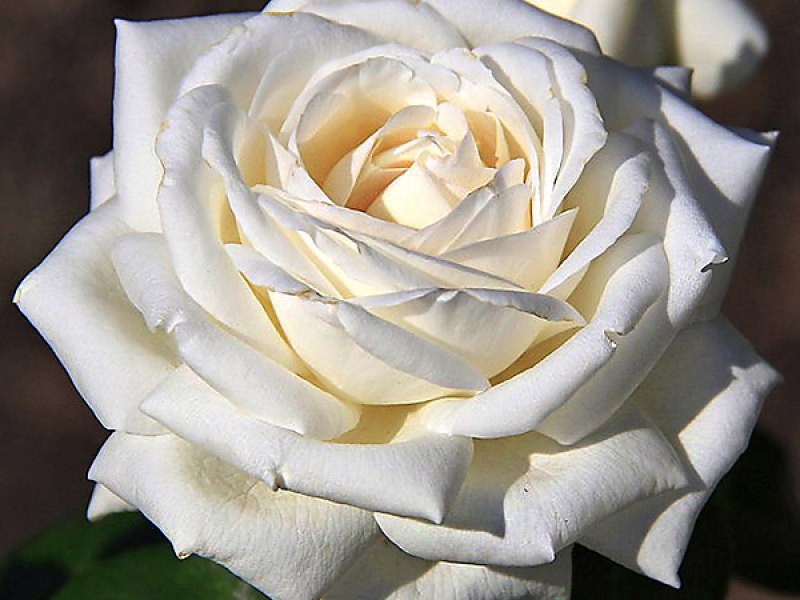 Сорт создан в честь Пьера Ардити - знаменитого французского киноактера. В России и на Украине этот сорт роз с согласия компании Meilland International продают под названием Ломоносов. Сорт был назван в честь 300-летия Михаила Васильевича Ломоносова, русского ученого-энциклопедиста. Это памятное событие подвигло Жака Мушота, селекционера всемирно известной французской компании Meilland, назвать свое творение именем этого великого человека.